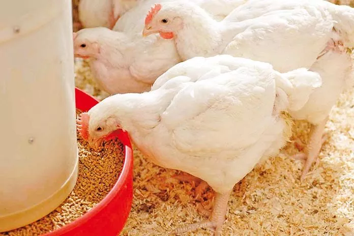 Broiler Feed Prices South Africa